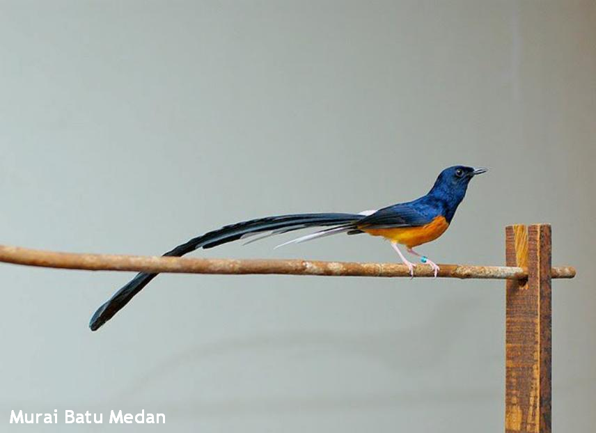 foto burung murai - gambar hewan - foto burung murai