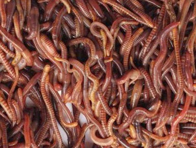 Bisnis sampingan: Cara Mudah Budidaya Cacing Tanah Lumbricus Rubellus