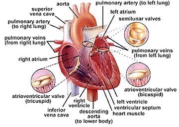 Semilunar Valves Function