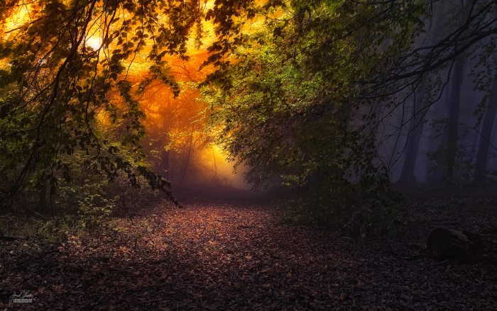 Осенние пейзажи. Janek Sedlar (фотограф)