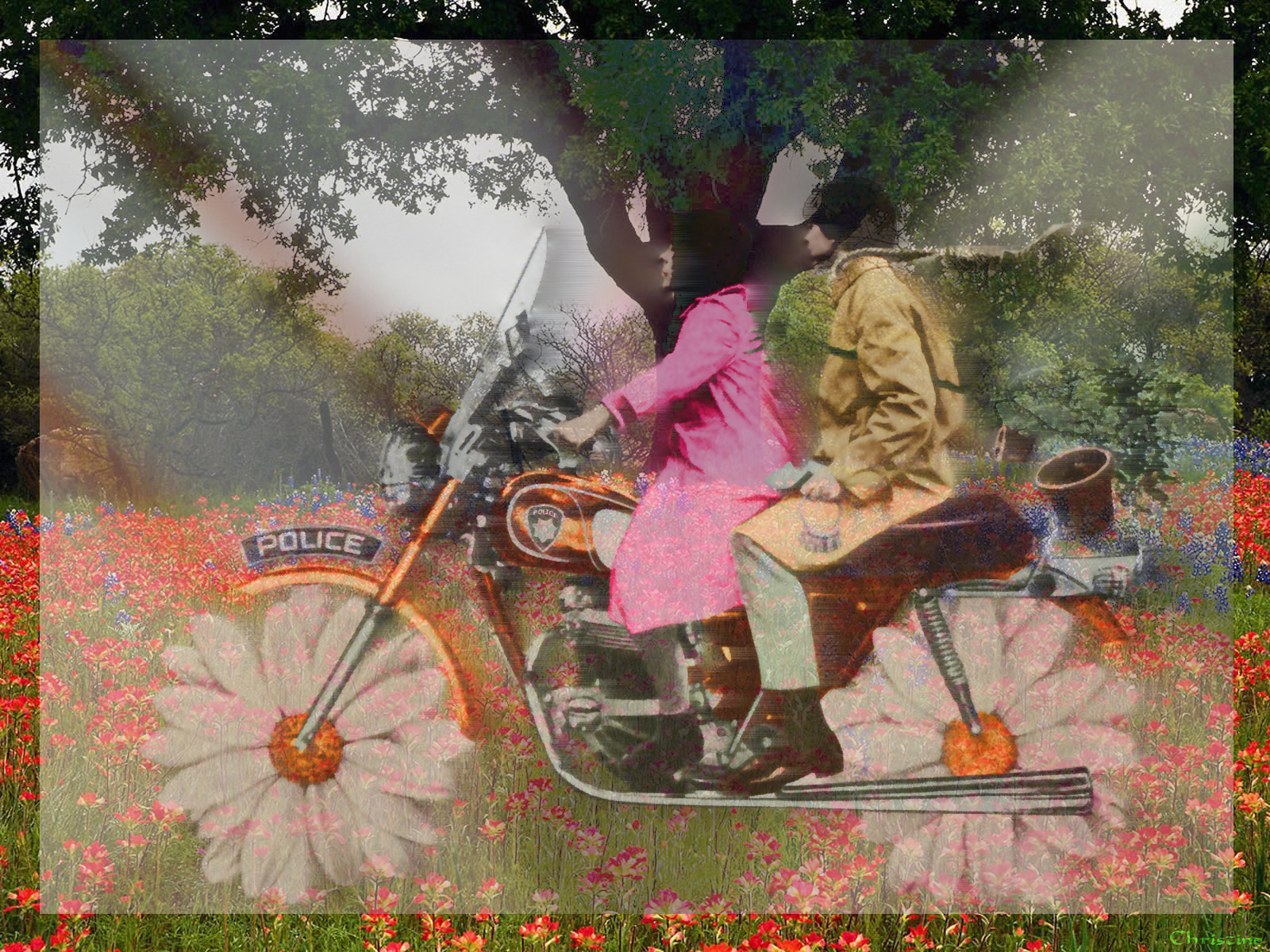 Image Wings: Sweet odd couple Image