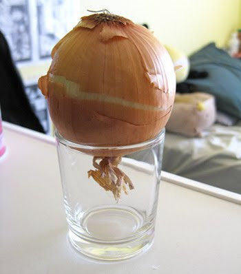 Onion in a cup