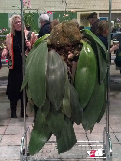 Bulbophyllum phalaenopsis