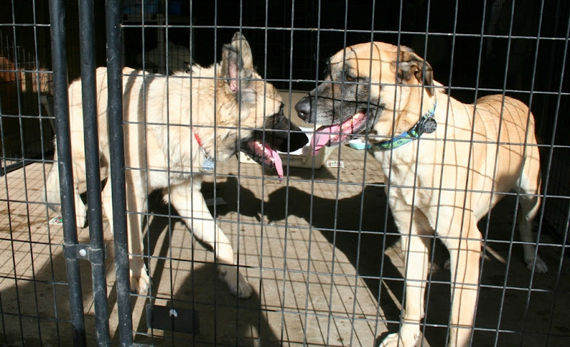 two large tan dogs with black muzzles behind a kennel grate, both with mouths open and tongues out, one with short hair, one with long hair