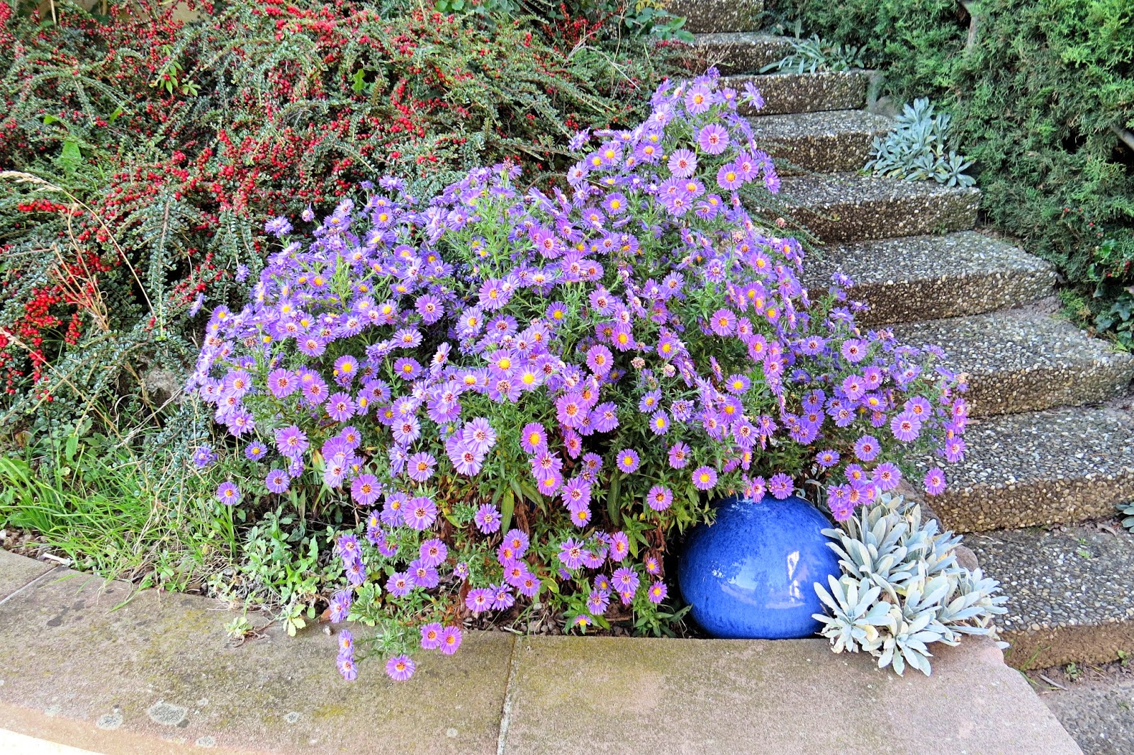 quelle fleur vivace planter en mars