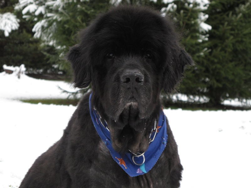 Newf Friends Inti Adopter Update