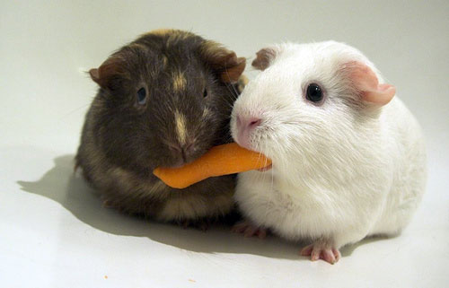 Funny Guinea Pig picture