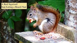 Red Squirrel Brazil Nut