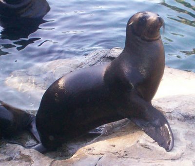 Yusni Mulyana Ahmadi Tugas Perilaku Hewan Tentang Zalophus