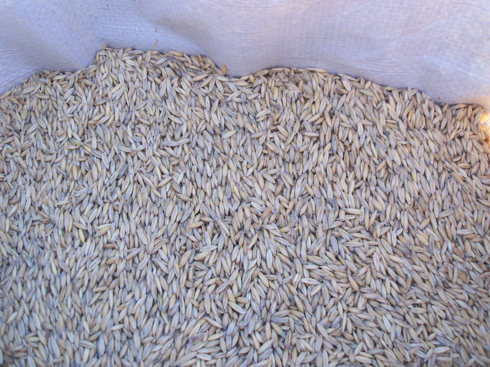 Kim's County Line Sowing (Wild) Oats