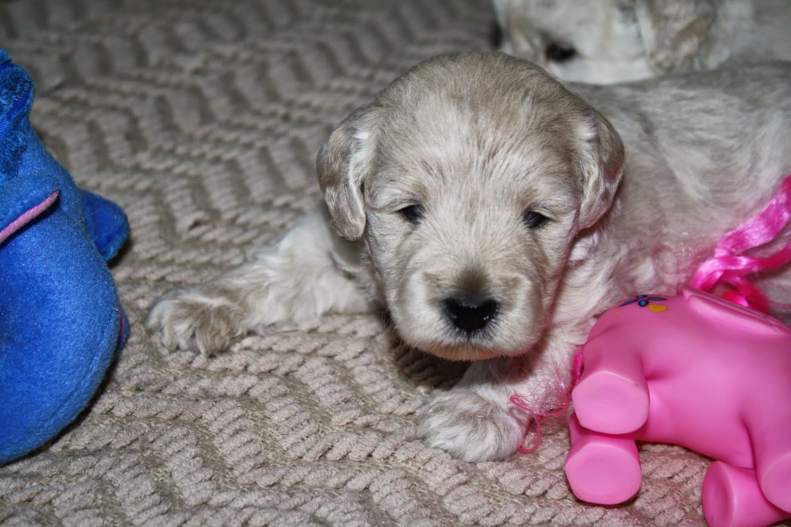 miniature grown f1b goldendoodles doodles idly seattle lbs daisey weeks puppies