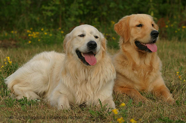 apricot golden retriever 1000 images about colors yellow gold and apricot on golden apricot golden retriever 1000 images about colors yellow gold and apricot on golden