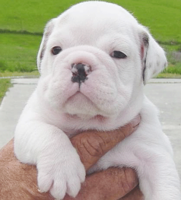 French Bulldog Puppies French Bulldog