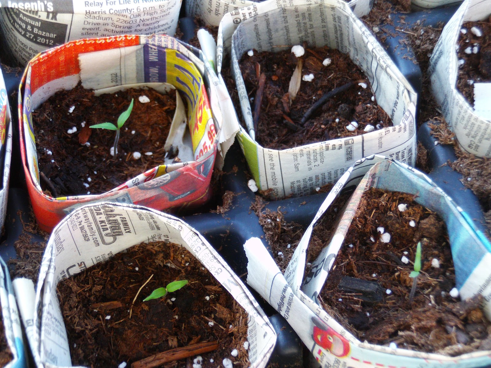 Yellow Spot Sun Newspaper Seed Cups