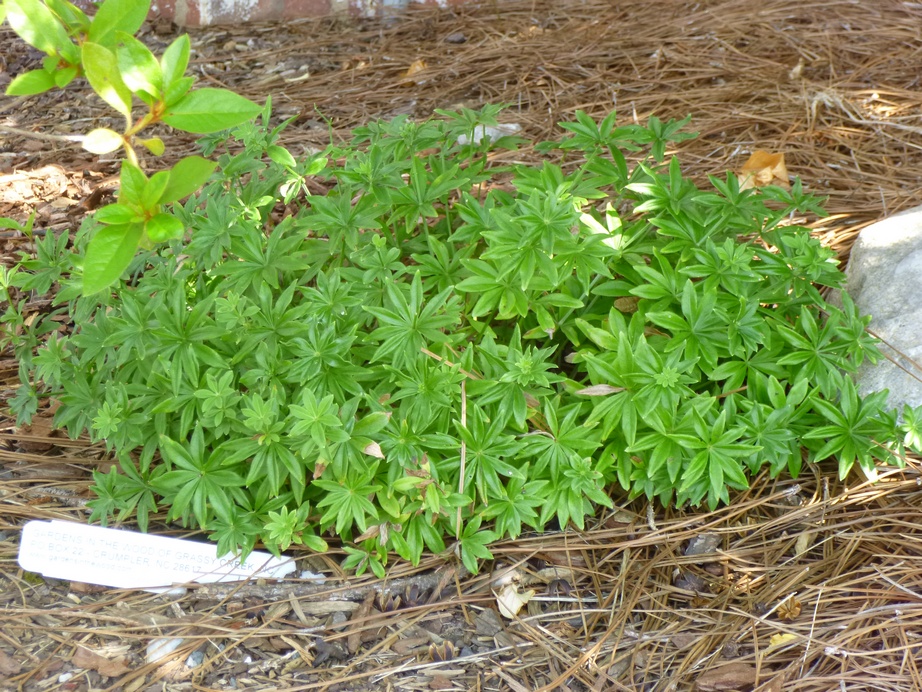 Future Plants By Randy Stewart Forsythia
