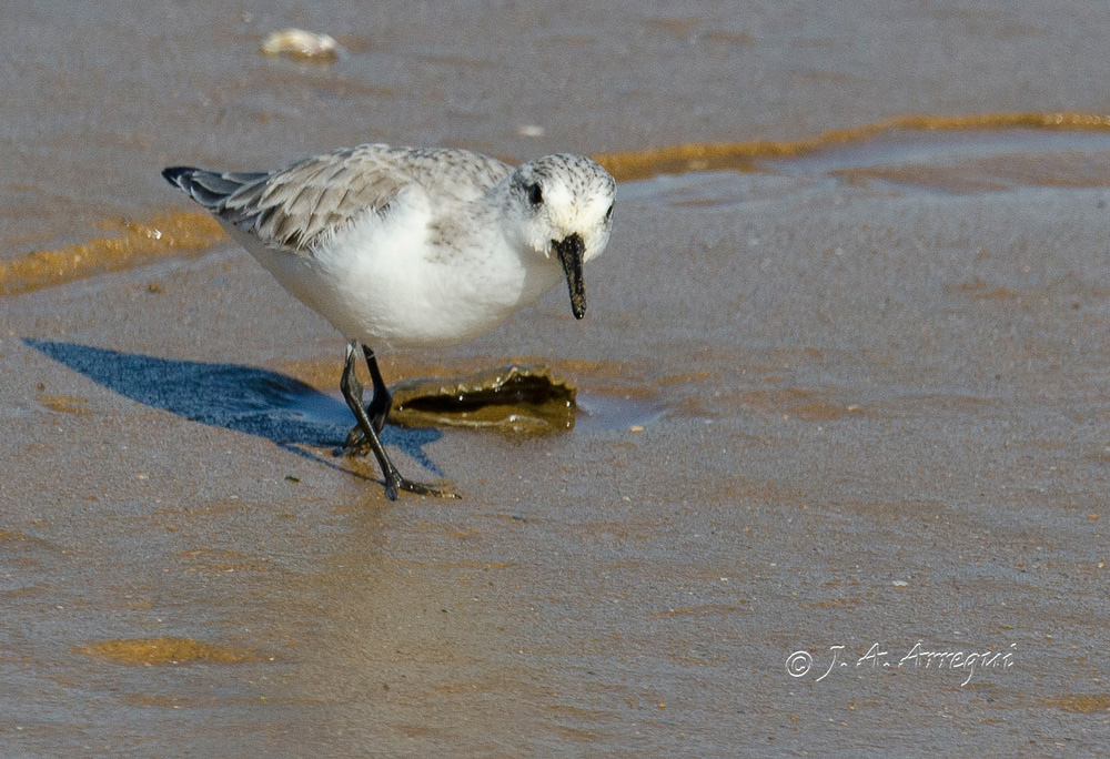 Correlimos tridactilo, Calidris alba, Sanderling Correlimos tridactilo, Calidris alba, Sanderling