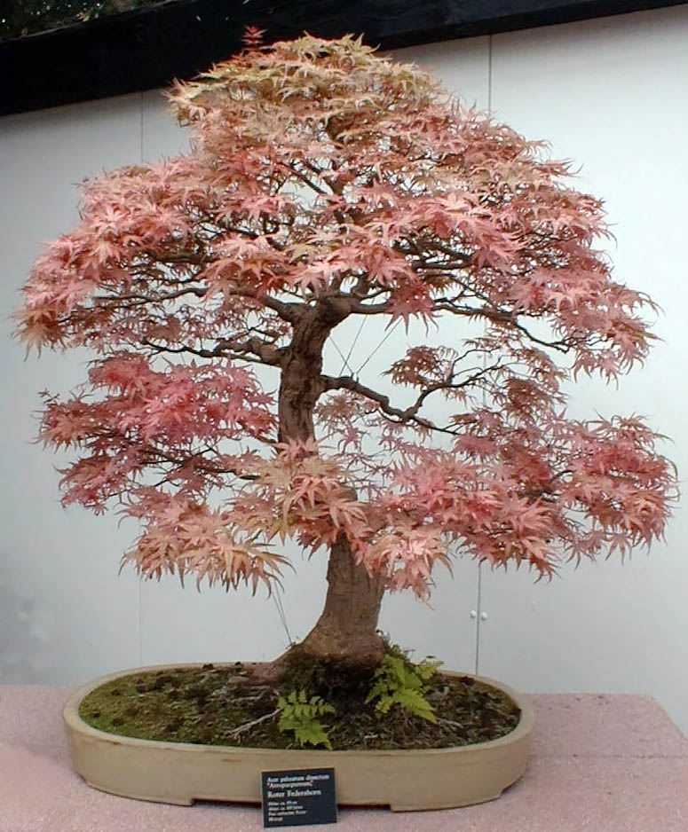 bunga bonsai