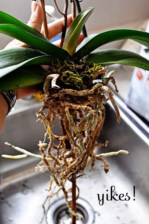 How to repot orchids great photos and step by step guide! Dreaming Gardens