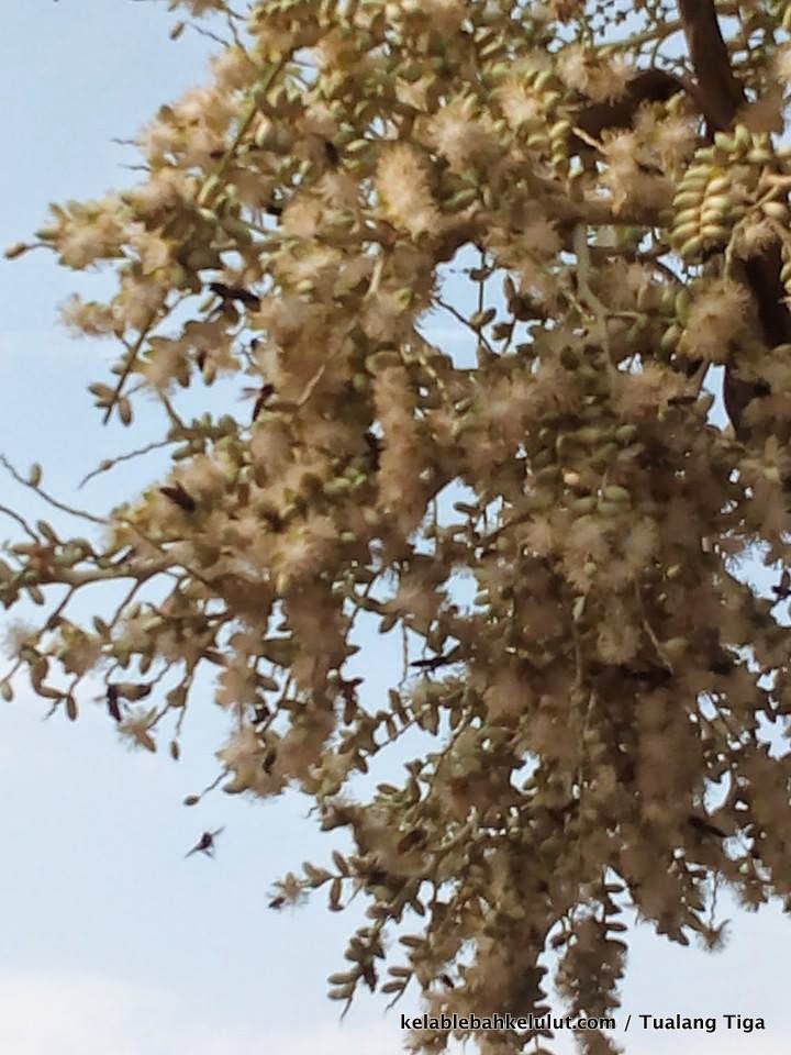 Pokok Bunga Lebah - Pokok Pinang Seribu - Kelab Lebah Kelulut