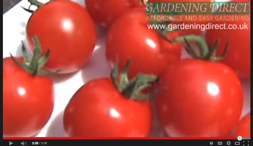 Video: Plantopia for Tomatos