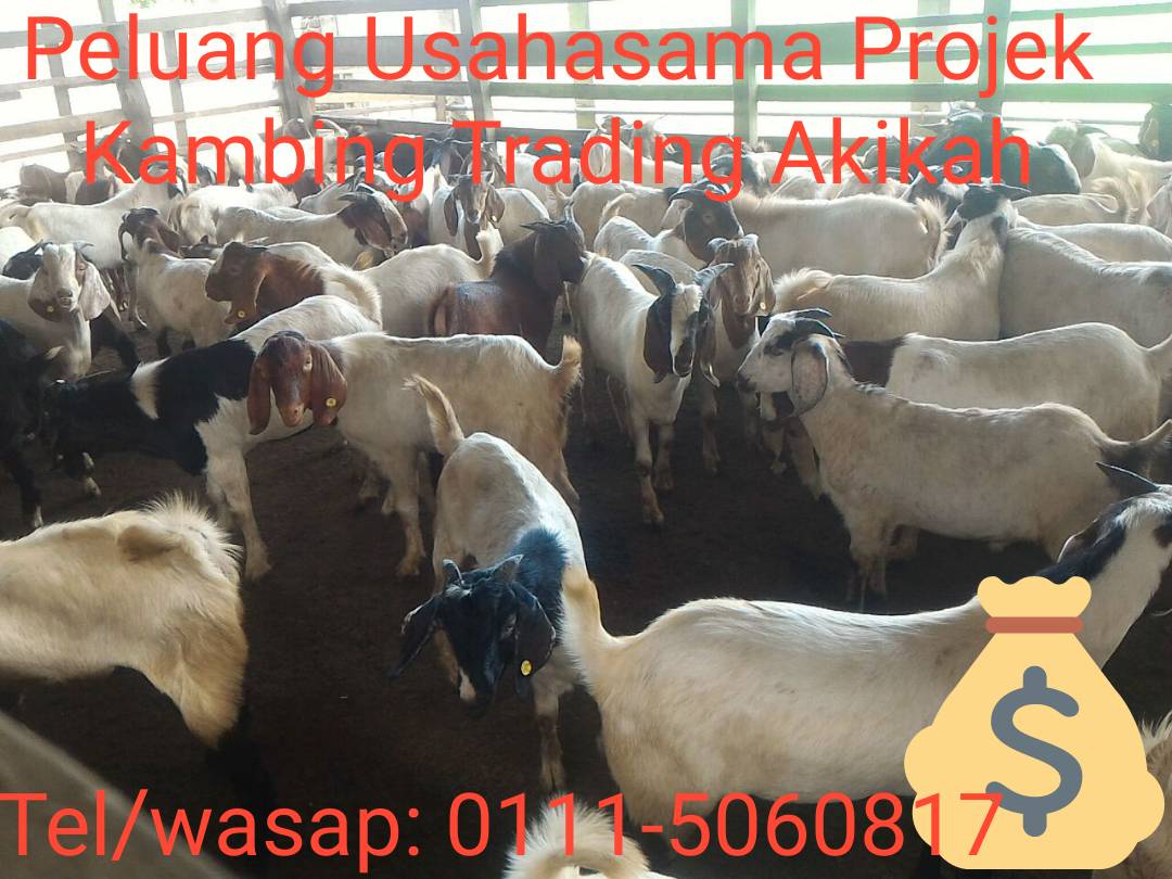 Peluang Usahasama Projek Kambing Trading Akikah