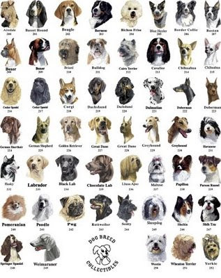 types of dog breeds