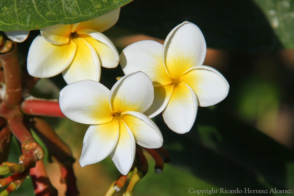 plomeria libertad fotosricardo h plumeria frangipani plomeria libertad fotosricardo h plumeria frangipani