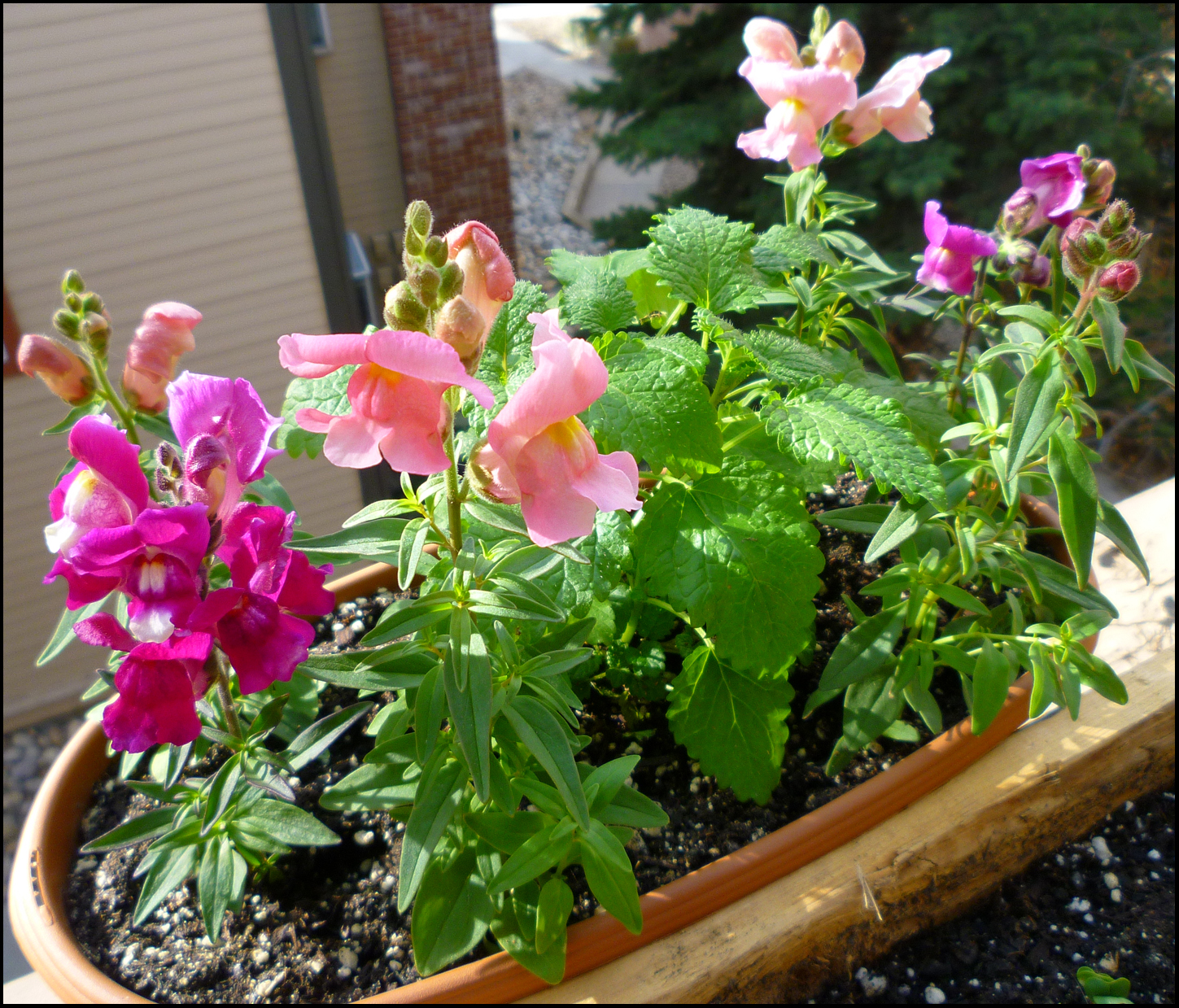Patio of Pots: Garden Update #7