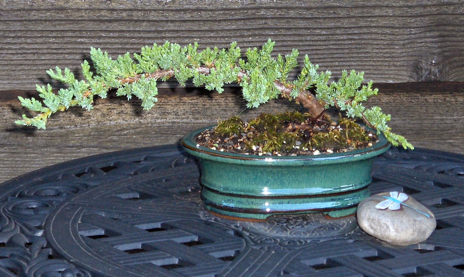 Gardening in the Heart of Virginia Bonsai What It Is and How to Do It