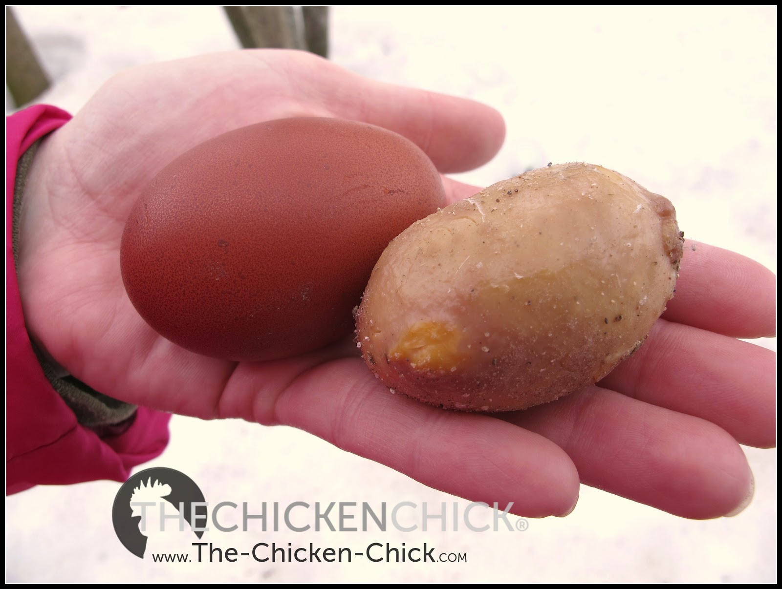 Causes of Lash Eggs & Salpingitis by Annika McKillop DVM, MSpVM, DACPV The Chicken Chick®