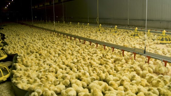 Résultat de recherche d'images pour "poussin en batterie"