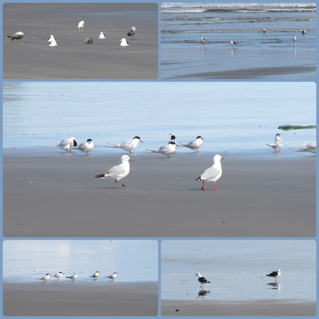 gulls-terns-new-zealand