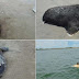 Decenas de delfines, focas y tortugas aparecen muertos en México