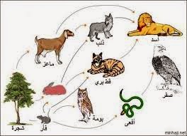 علم البيئه نماذج انتقال الطاقة