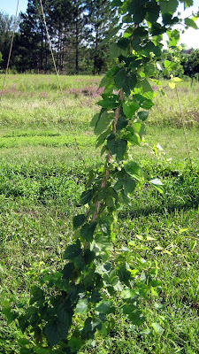 Minnesota grown Cascade Hop Hop trellis, Minnesota, Cascade, Beer, Cones, Lupulin,