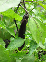 Special Eggplants growing in the garden!