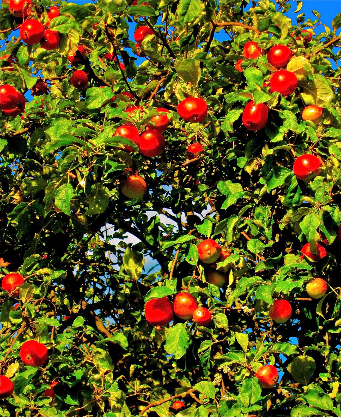 TASTE OF MY FINLAND APPLE SEASON