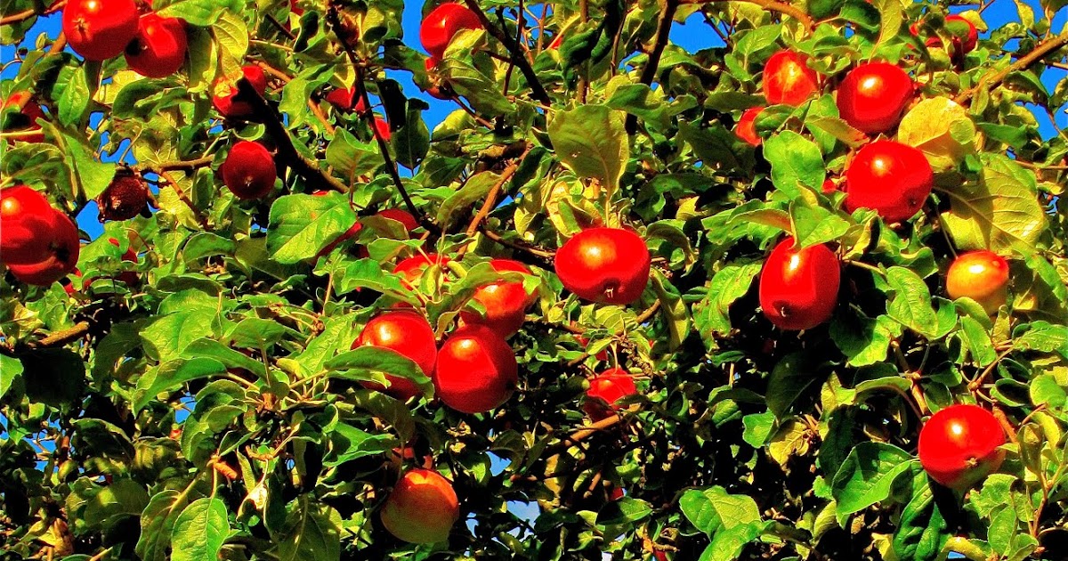 TASTE OF MY FINLAND APPLE SEASON