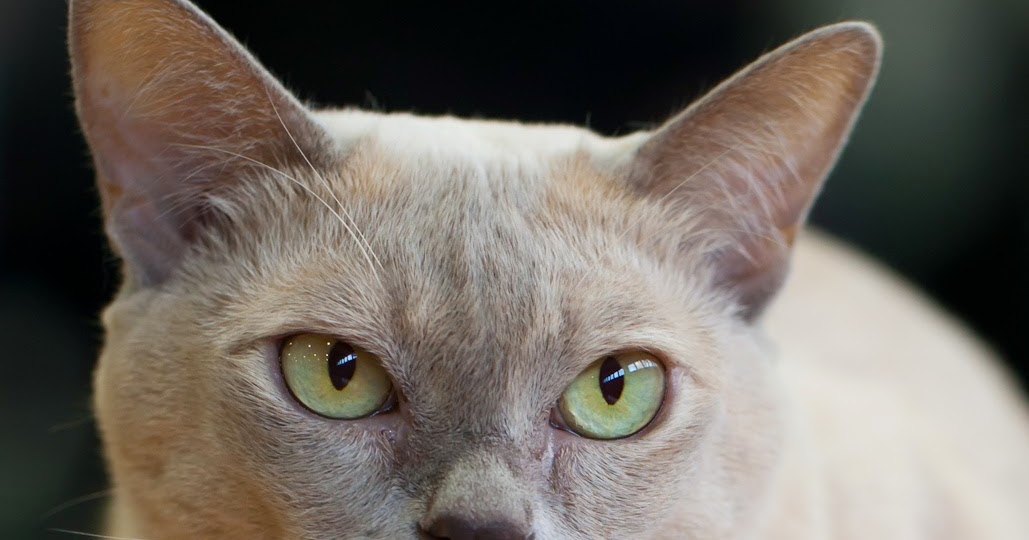 Famous Burmese Cat Names Famous Burmese Cat Names