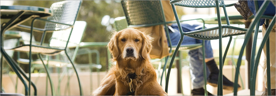 Flying Saucer Fort Worth Dog Friendly Flying Saucer Fort Worth Dog Friendly