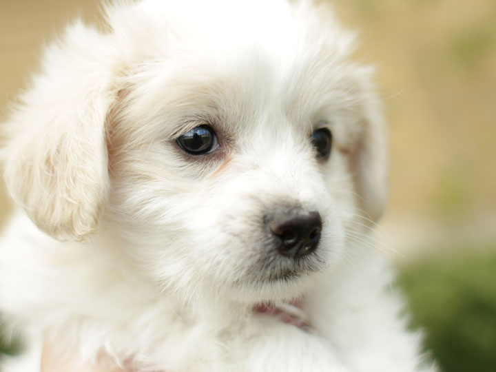 talking shih tzu 4 shih tzu poodle pups talking shih tzu 4 shih tzu poodle pups