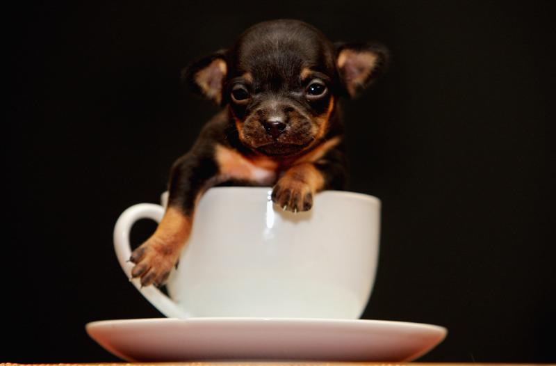 Dog Tea