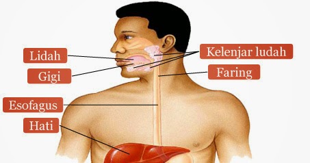 Penjelasan Sistem Pencernaan Manusia (Alat, Proses, Bahan Makanan dan
