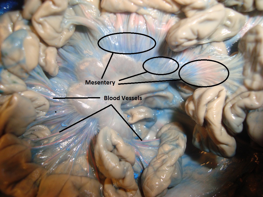 Pig Dissection Day 3 Finishing Digestive System