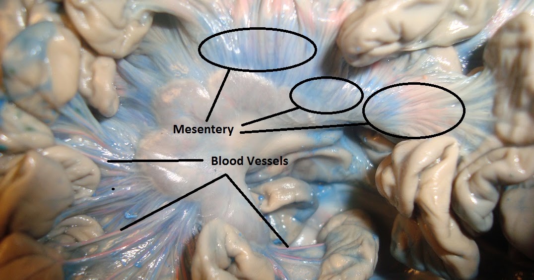 Pig Dissection: Day 3 - Finishing Digestive System