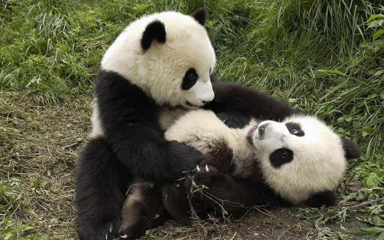 Imagenes juego dirigido 2° animales y habitat SlideShare