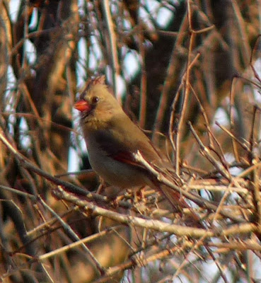female cardinal