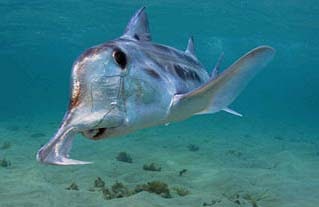 Don K Whitefish >> Animal A Day!: Elephant Shark Don K Whitefish >> Animal A Day!: Elephant Shark