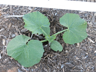 Extreme Composting - Homesteading Questions