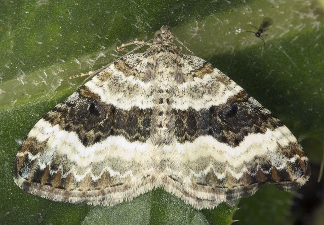 Common Carpet, Epirrhoe alternata ssp. alternata.  Geometer.  Joyden's Wood, 12 May 2012.